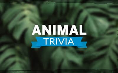 Animal Trivia