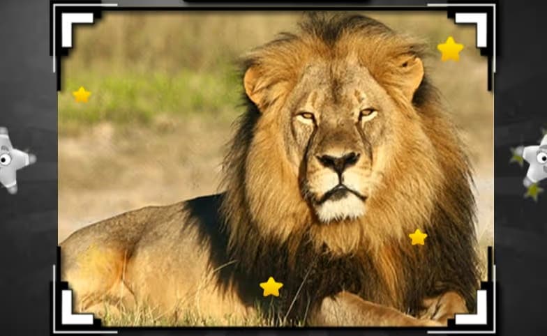 Animal Hidden Stars