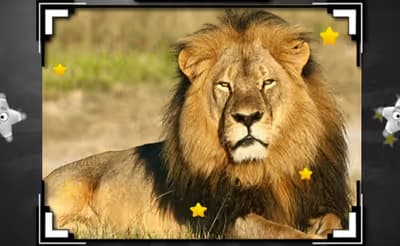Animal Hidden Stars
