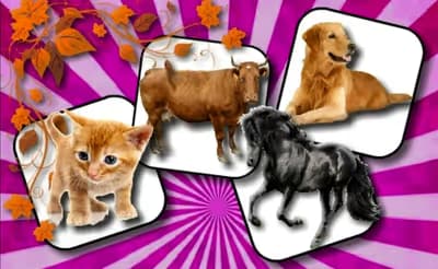 Domestic Animal Memory Challenge