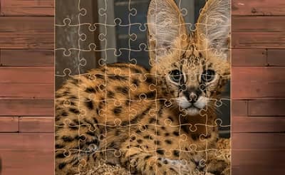 Exotic Cats Jigsaw Puzzles