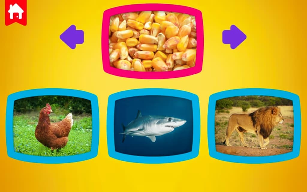 What do animals eat?