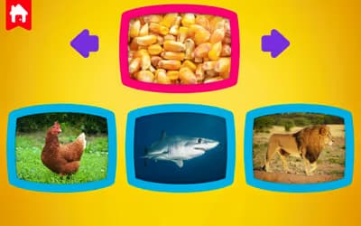What do animals eat?